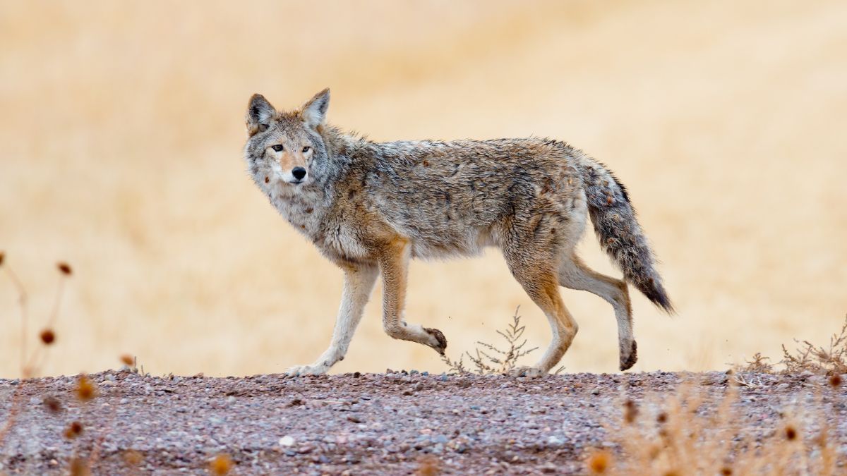 Cook County’s Department of Animal and Rabies Control Provides Tips to Keep Pets Safe During Coyote Mating Season