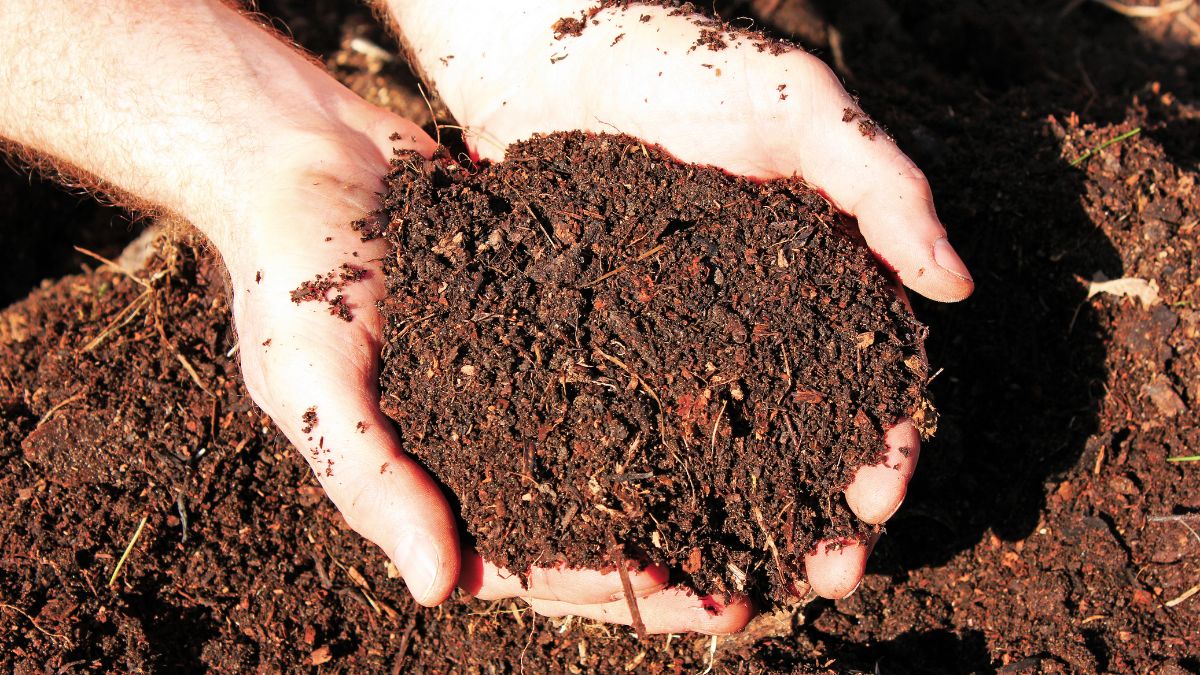 Illinois Considers Legalizing ‘Human Composting’