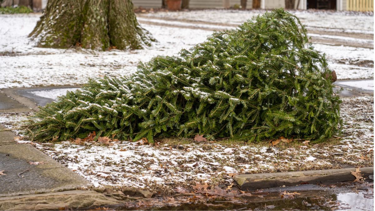 Orland Park Offers Christmas Tree, Wreath and Light Recycling